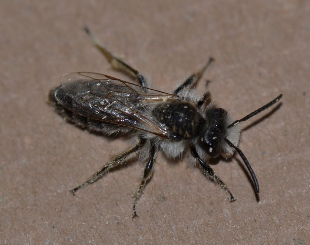 Andrena sp., maschio